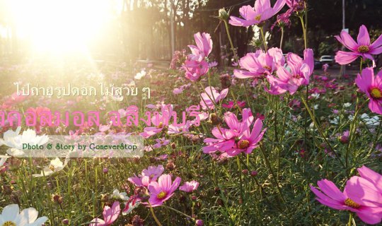 Cover Taking beautiful flower photos @ Cosmos field, Singburi...