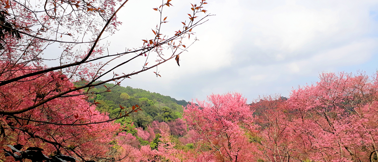 cover "Pink Phuping" in full bloom, a magnificent sight at Khun Chang Kian ^^