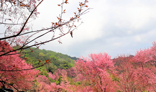 cover "Pink Phuping" in full bloom, a magnificent sight at Khun Chang Kian ^^