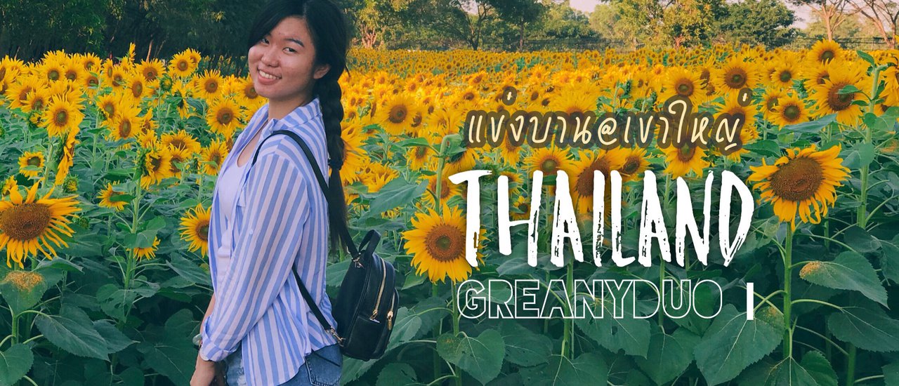 cover (#KhaoYaiReview) Sunflower field blooming competition #FilmTone #SunflowerField #KhaoYai #PakChong