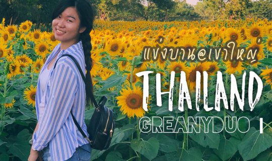 Cover (#KhaoYaiReview) Sunflower field blooming competition #FilmTone #Sun...