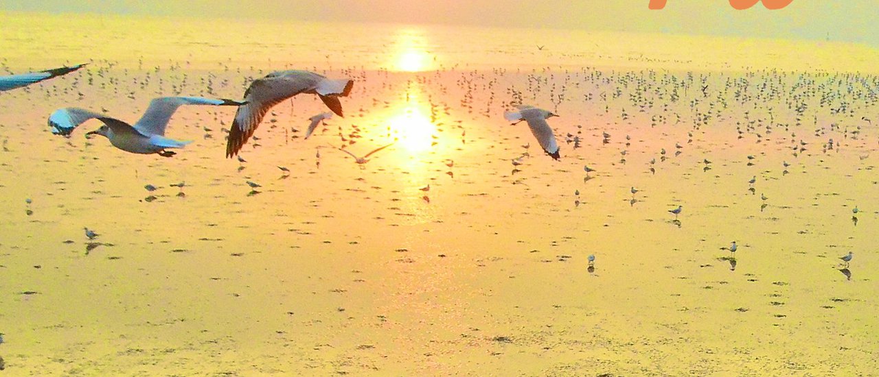 cover Enjoying the Breeze and Birdwatching at Bang Pu