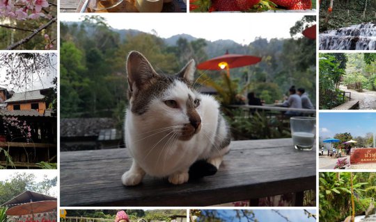 cover Mae Kampong... without a car.