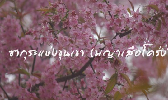 cover Khun Korn Waterfall - Pang Khong - Pha Lang - Doi Chang: A Trekking Trip in Search of Wild Himalayan Cherry Blossoms, Waterfalls, Community Life, Coffee, and Local Cuisine