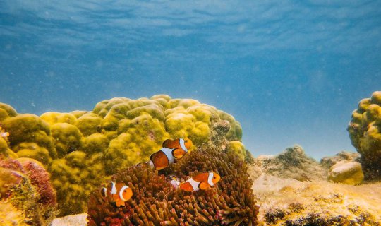 cover Koh Chan (Chan Island), a hidden gem of the Andaman Sea, is surprisingly located just a short distance from Chonburi.