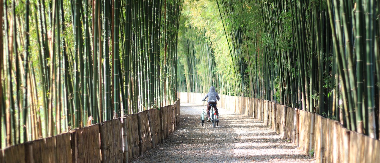 cover Sleep in the bamboo forest, listen to the flowing water, a mini-Japan near Chiang Mai @ Siam Pavilion Chiangmai