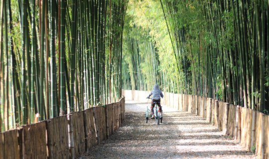 Cover Sleep in the bamboo forest, listen to the flowing water, a mini-Japa...