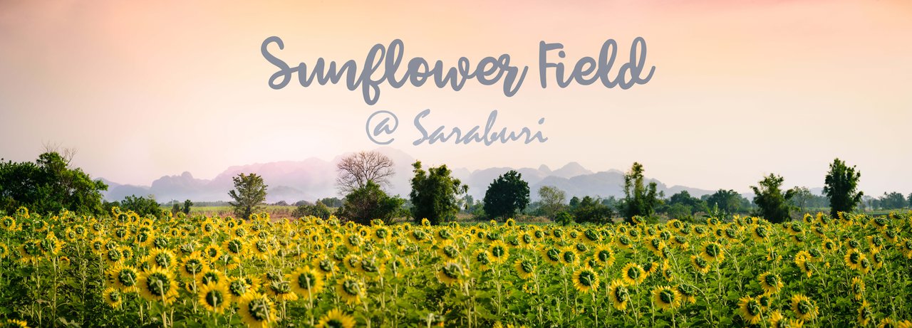 cover Breathe in the fresh air at the sunflower field.