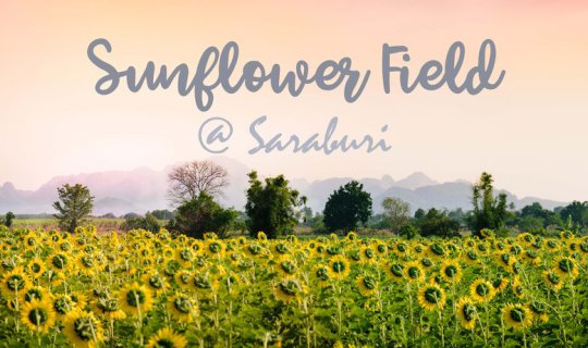 Cover Breathe in the fresh air at the sunflower field....