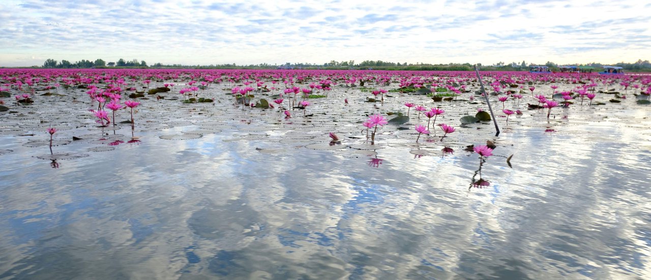 cover Red lotus sea with the first light over Nong Han Lake.