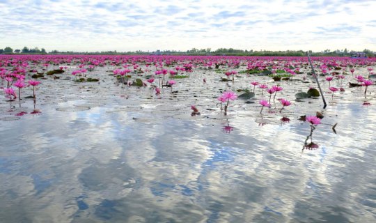Cover Red lotus sea with the first light over Nong Han Lake....