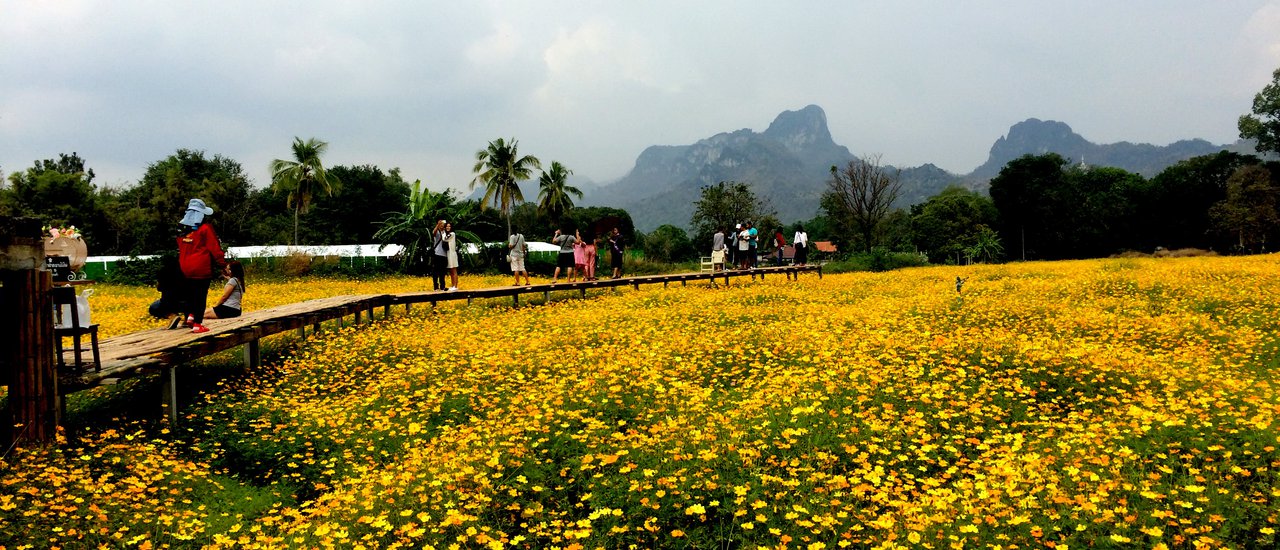cover In Search of Blooming Sunflowers, "Cosmos Fields" Found at Khao Chin Lae, Lopburi
Instead of the anticipated sunflower fields, a vibrant expanse of cosmos flowers awaited at Khao Chin Lae in Lopburi.