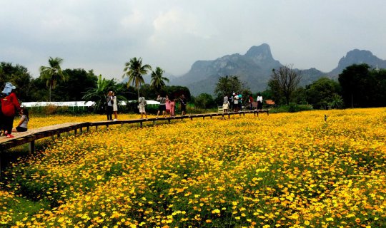 Cover In Search of Blooming Sunflowers, "Cosmos Fields" Found at Khao Chin...