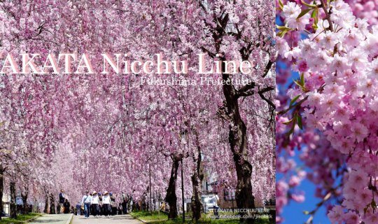 Cover Kitakata Nicchu Line: The Exquisite Beauty of Chidahara Sakura

The ...