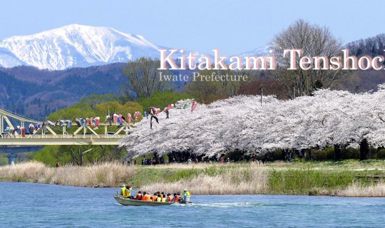 Cover Cherry Blossoms at Kitakami Tenshochi Park...