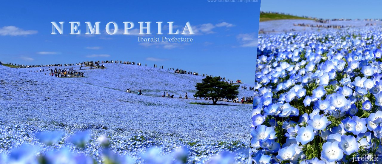 cover Nemophila: Delicate Blue Blossoms with a Charming Flair

Nemophila, with its captivating sky-blue blooms and delicate charm, is a sight to behold.