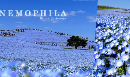 Cover Nemophila: Delicate Blue Blossoms with a Charming Flair

Nemophila, ...