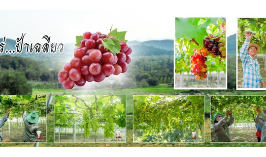 Cover The Vineyard House, Aunt Chalieo's Kitchen...