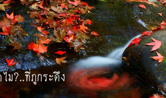 cover ไปทำไม??? ที่ภูกระดึง