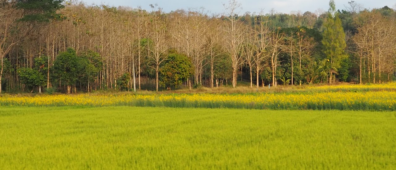cover Homestay Baan Na Ton Chan... This name offers more than just accommodation.