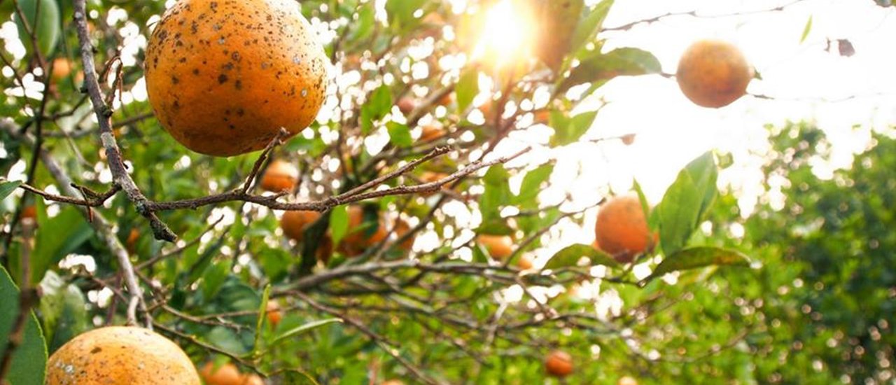 cover Skywalk Organic Orange Garden