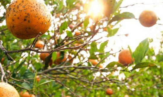 cover Skywalk Organic Orange Garden