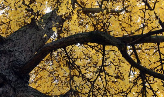 Cover Autumn Foliage in Germany and Switzerland
The vibrant hues of autum...