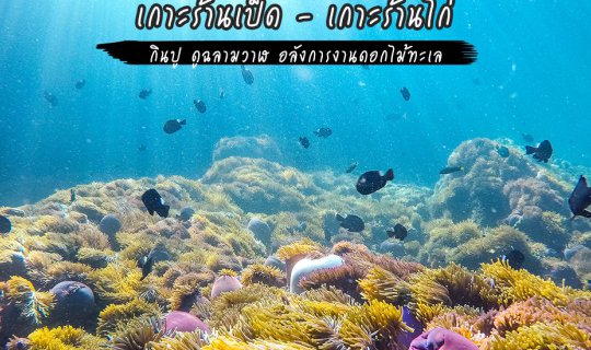cover Dive into the Wonders of Chumporn: Feast on Crab, Witness Whale Sharks, and Marvel at the Dazzling Sea Anemone Gardens at Ko Raan Ped and Ko Raan Kai.