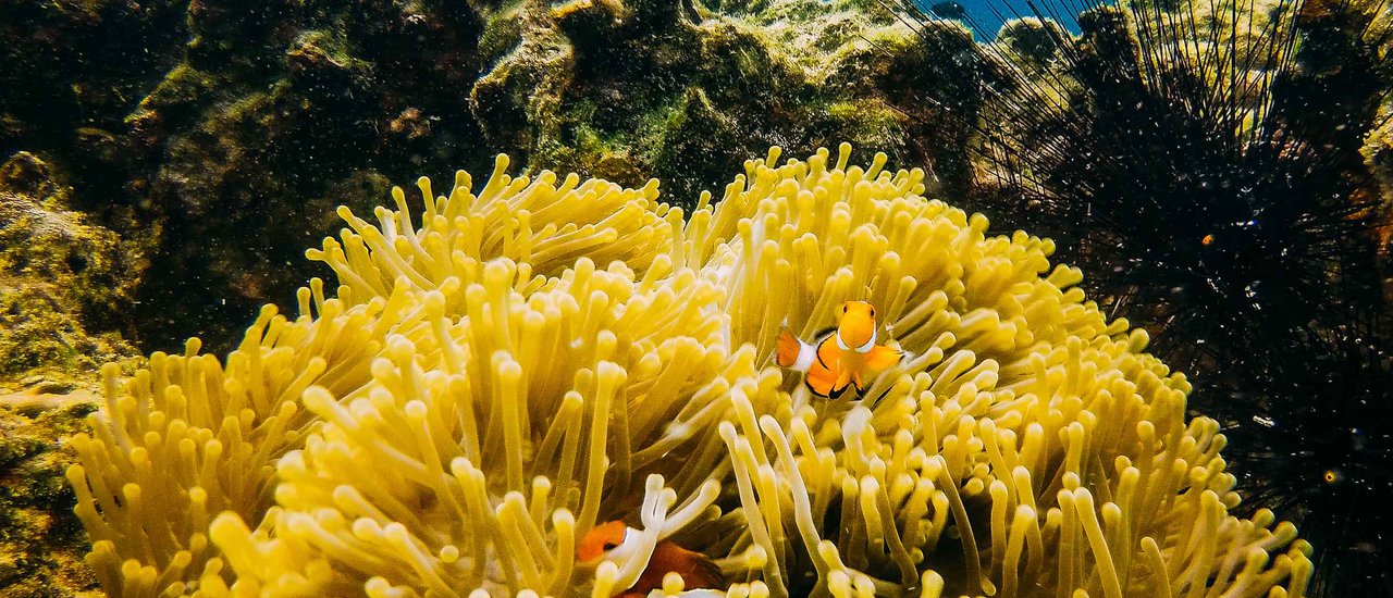 cover "The underwater world of Koh Rok"