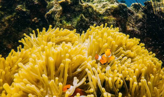 cover "The underwater world of Koh Rok"