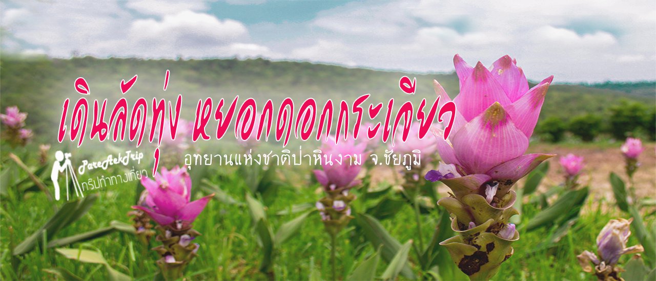 cover Trekking through the meadows, teasing the blooming Siam tulips at Pa Hin Ngam National Park, Chaiyaphum Province.