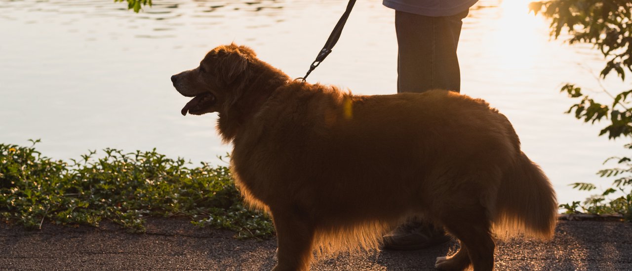 cover Where to go on a holiday? Let's take you and your dog to Bang Krachao.