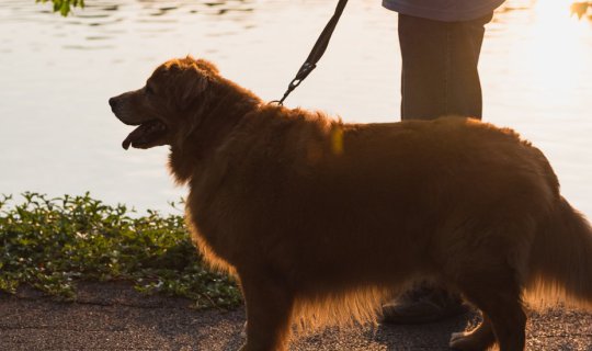 cover Where to go on a holiday? Let's take you and your dog to Bang Krachao.