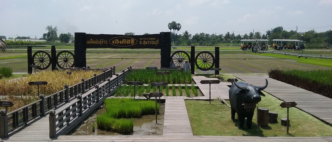 cover # Kale FAM Trip: Experience Thai Traditions in Ban Laem Community, Suphan Buri #