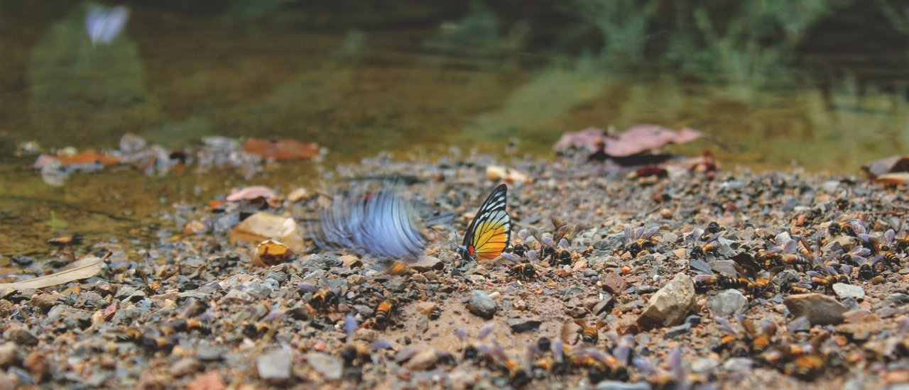cover Summer Time !! Let's get lost together.
First stop:Witness the beauty of butterflies at Baan Krang Camp.
Next adventure:Embrace the misty mountain air at Khao Pha Nen Thung.