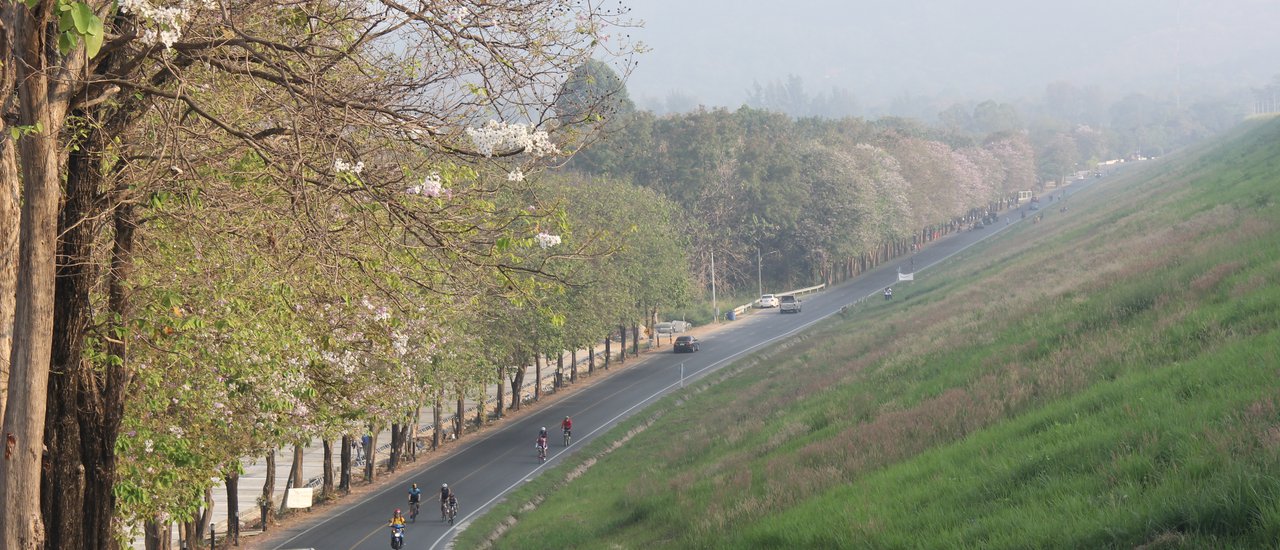 cover Black Mamba Review: "Bangsaen" on a Day of Change... Rest Your Body, Find Joy at Sea Sand Trees.