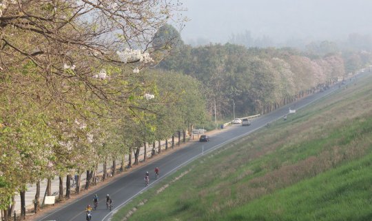 cover Black Mamba Review: "Bangsaen" on a Day of Change... Rest Your Body, Find Joy at Sea Sand Trees.