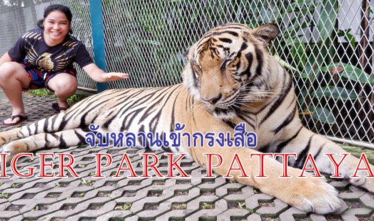 cover Pattaya Trip Part 6 (Final): Taking My Grandson to the Tiger Park 🐯