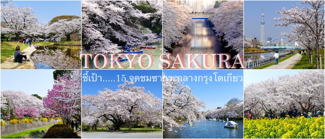 cover 15 Cherry Blossom Viewing Spots in Central Tokyo