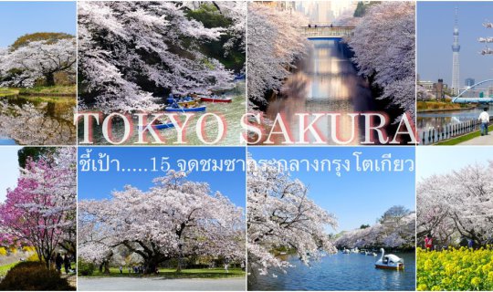 cover 15 Cherry Blossom Viewing Spots in Central Tokyo