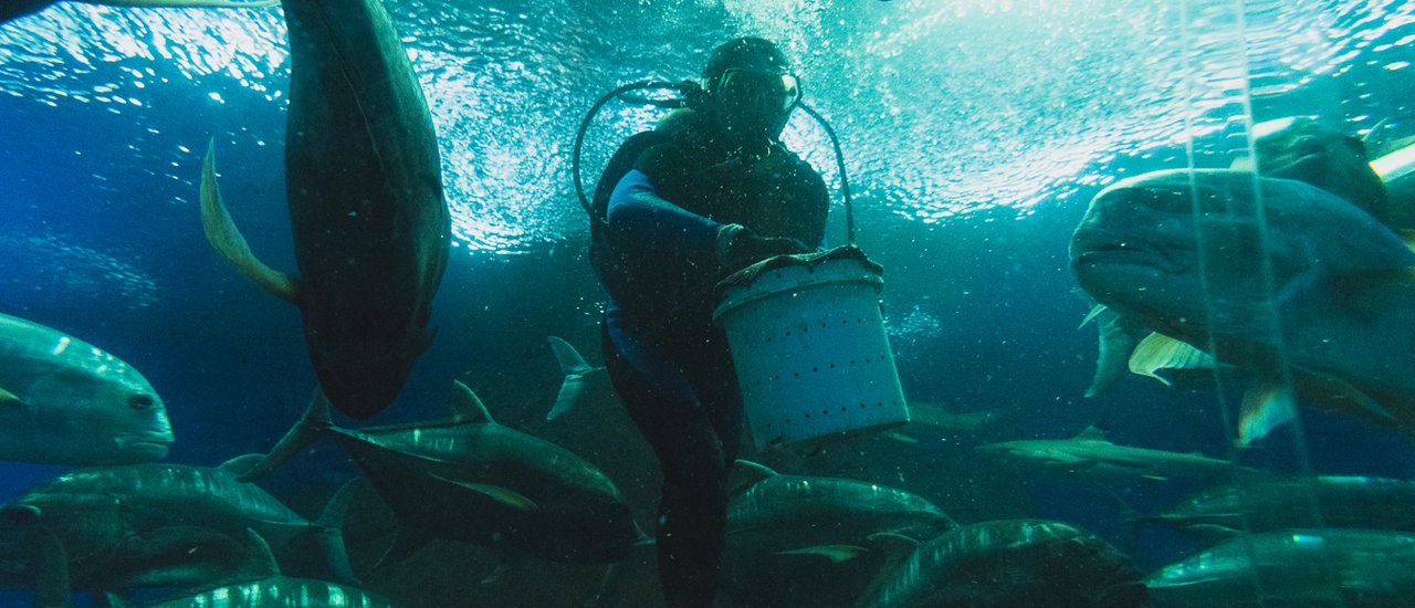 cover Dive into the Coolness: Exploring the Underwater World of Pattaya