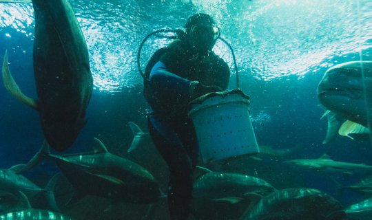 cover Dive into the Coolness: Exploring the Underwater World of Pattaya