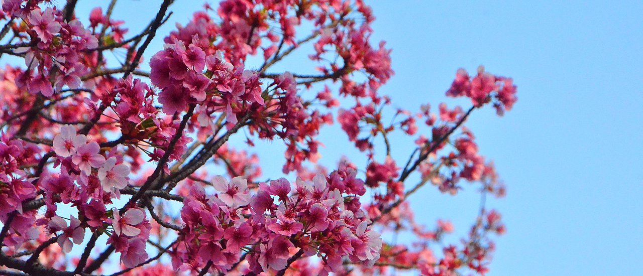 cover Cherry blossoms in Japan