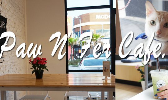 cover Paw N' Fur CAFE Cat Cafe Meoww