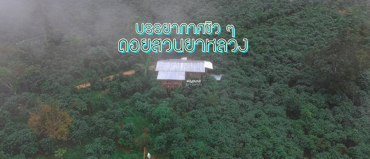 cover Doi Suan Ya Luang: A Trip Filled with Unforgettable Memories 
This trip to Doi Suan Ya Luang was filled with nothing but unforgettable memories.