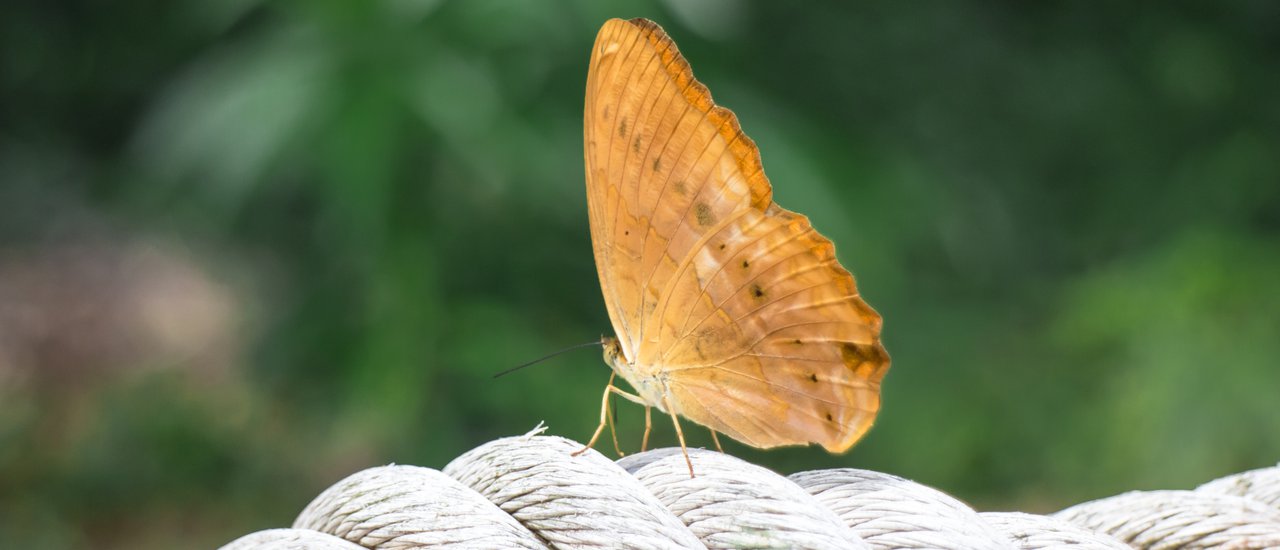 cover Little Butterfly in Pang Sida National Park 🦋