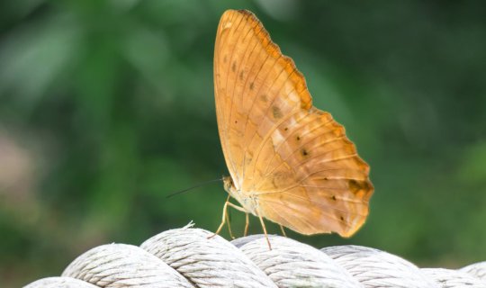 Cover Little Butterfly in Pang Sida National Park 🦋...