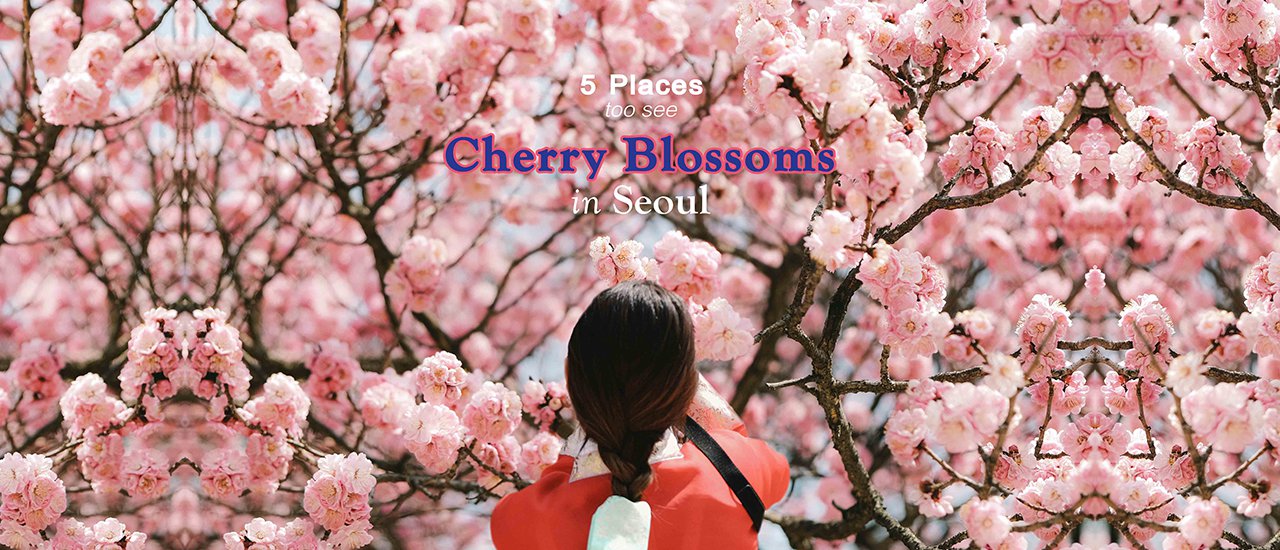 cover [Don't miss!] Top 5 Easy Cherry Blossom Viewing Spots in Seoul, Korea, Near Subway Lines