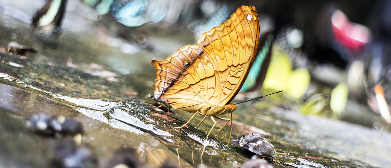 cover Into the forest...in search of butterflies (Little Butterfly at Pang Sida National Park EP.2)