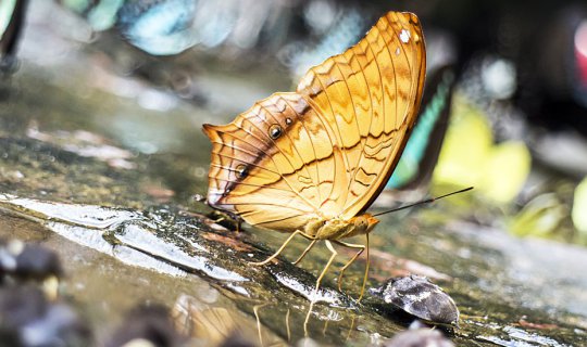 Cover Into the forest...in search of butterflies (Little Butterfly at Pang...